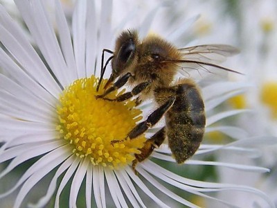 abella