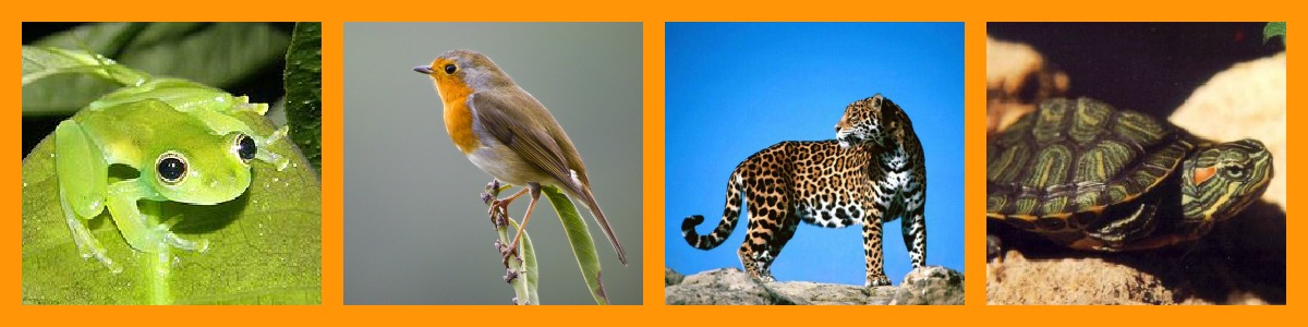 collagepulmonar