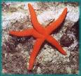 estrella