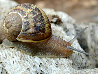 molusc