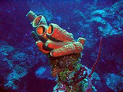 porifer