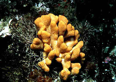 porifer