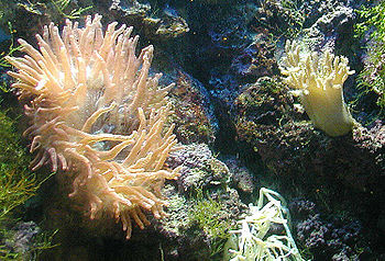 anemone