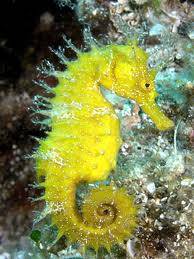 cavallet de mar