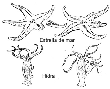 Estrella