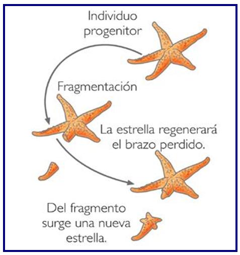 Estrella de mar