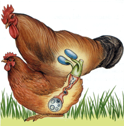 gallina