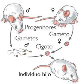 reproducci sexual de la rata