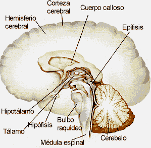sistema nervis