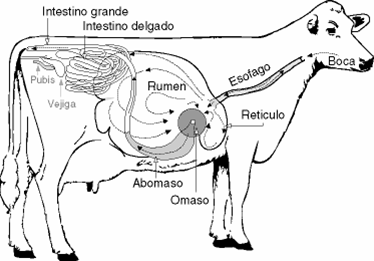 digestio