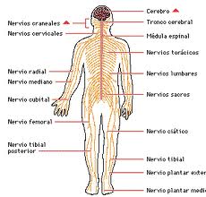 el sistema nervios
