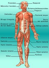 El sistema muscular