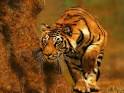 foto_relacio_tigre