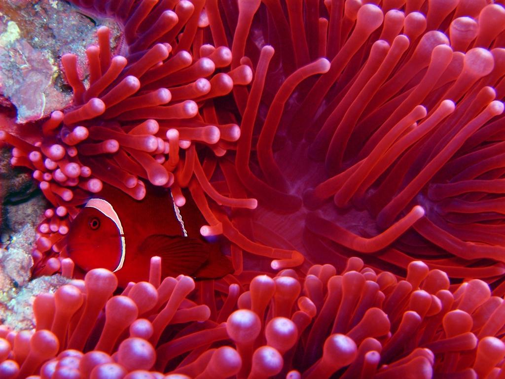 Anemone