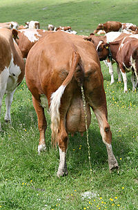 bou