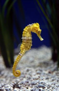 Cavalletdemar