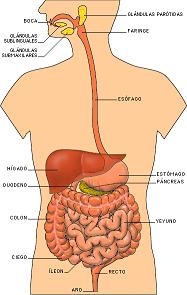 aparell digestiu