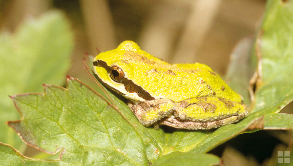 granota