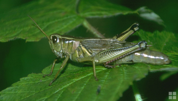llagosta