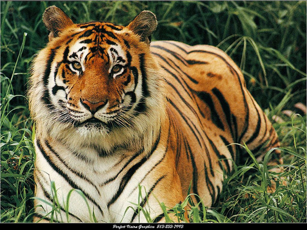 tigre