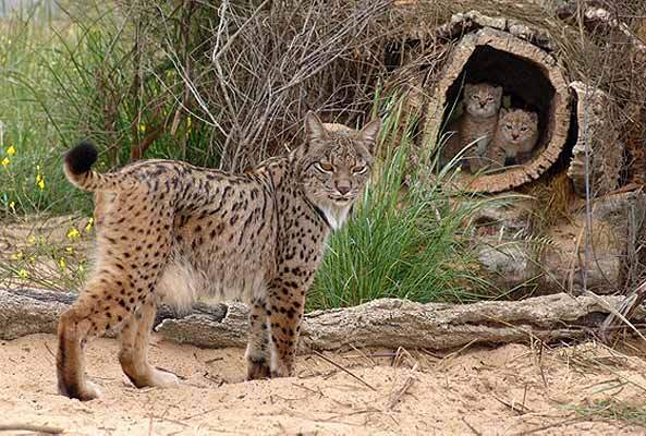 linx