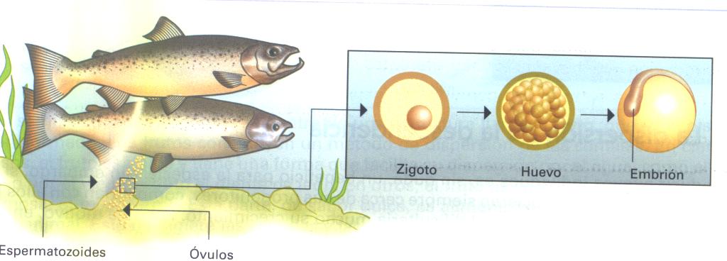 Fecundaci externa