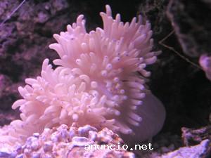 Reproducci asexual (anemone marina)