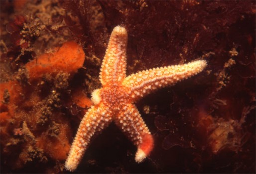 estrella de mar reprodunt-se