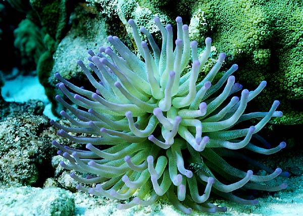 anemone