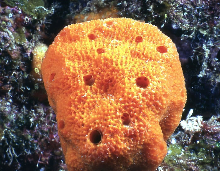 esponja