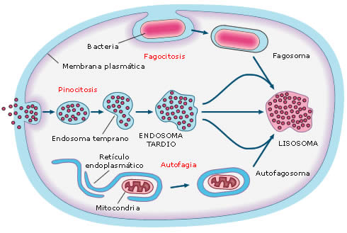 intracelular