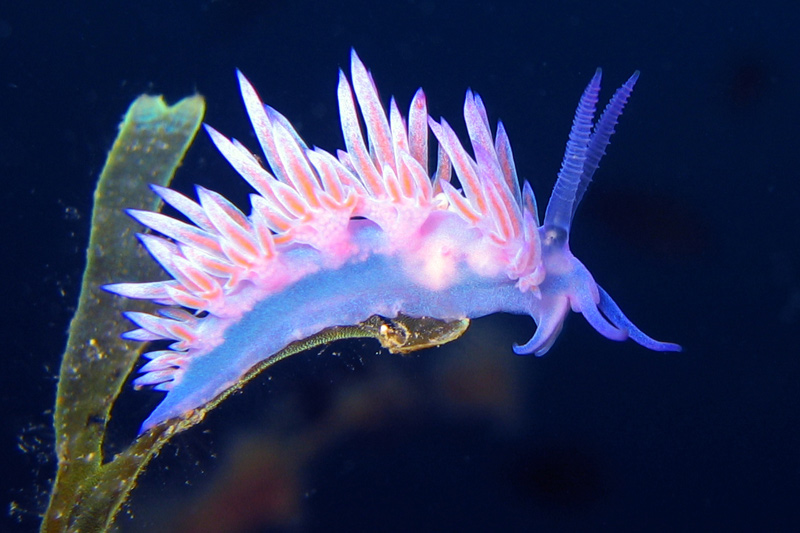 nudibranqui