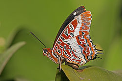 papallona