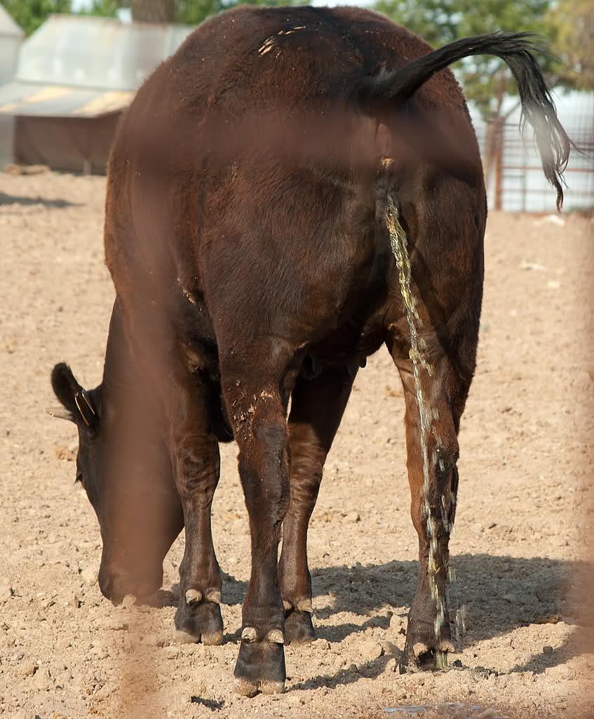 vaca