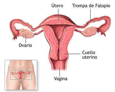 Funció de reproducció (dona)